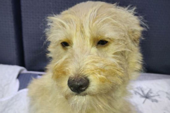 狗狗打狂犬疫苗免费吗