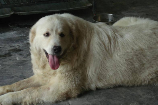 大白熊犬智商