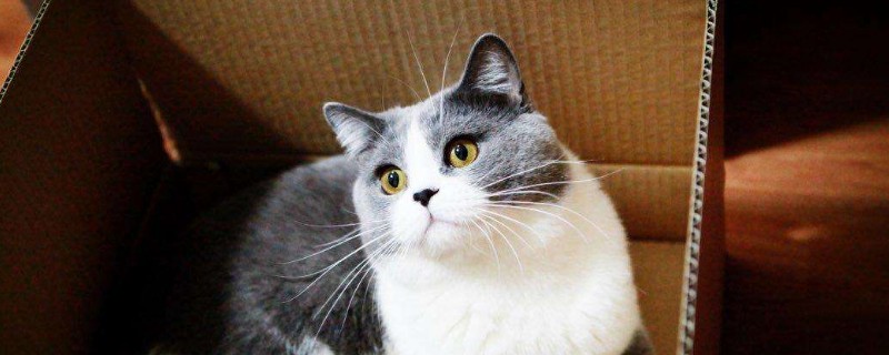 英国短毛猫绝育最佳时间