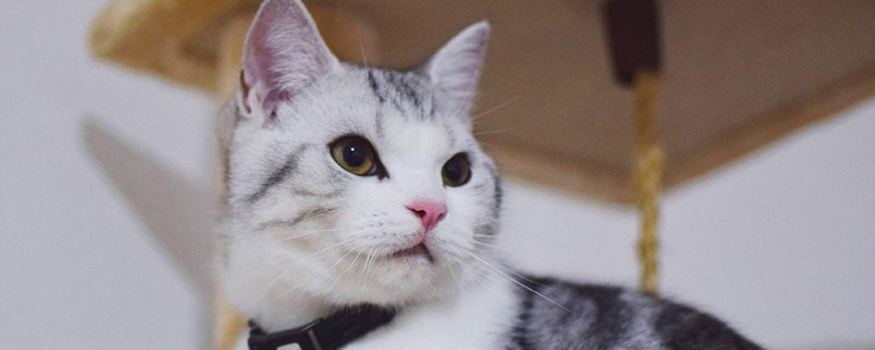 猫会帮主人埋屎吗