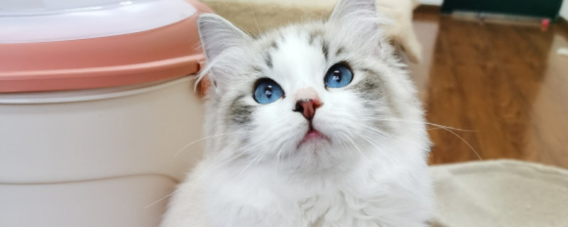 公猫多大绝育