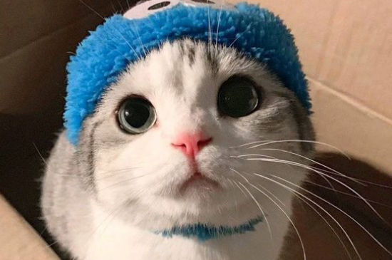 猫猫讨厌一个人的表现