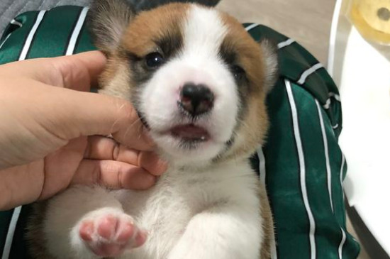 狗红细胞低会死吗