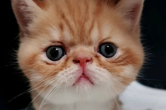 猫咪能喝白米粥吗