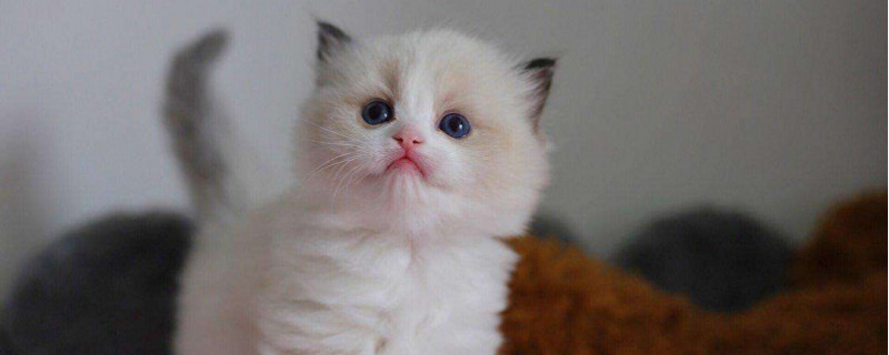 布偶猫纯和不纯的区别