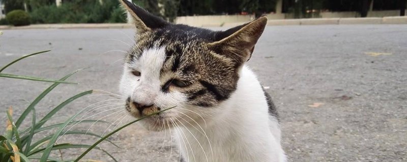 被猫抓伤多久打针有效