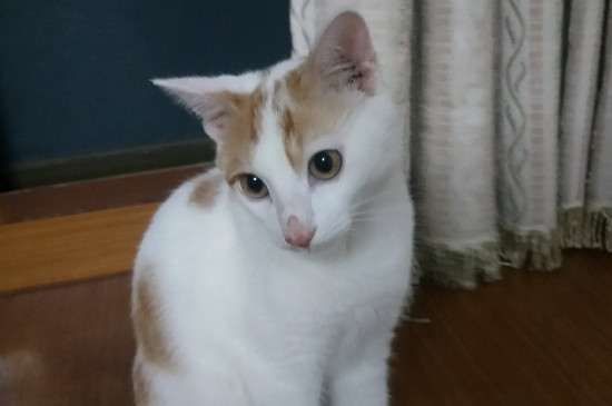猫像狗一样吐舌头喘气