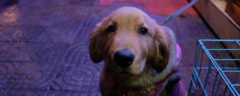 狗狗为什么半夜突然叫