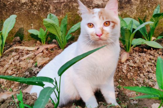 猫咪瘦了但是精神很好