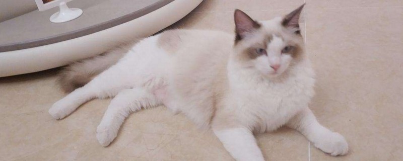 如何纠正布偶猫咬人