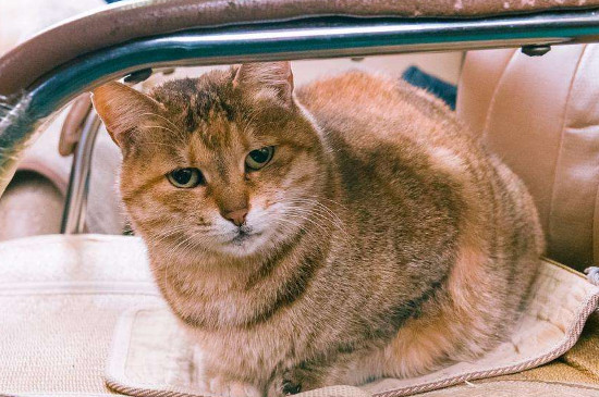 新猫老猫适应多久