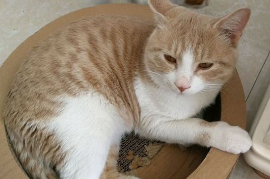 猫多少天下崽