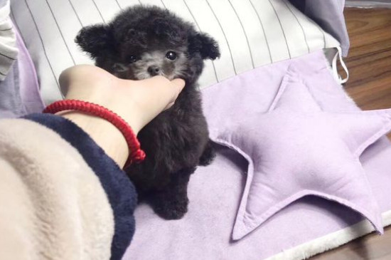 茶杯犬的价格一般是多少一只，幼犬市场售价在8000元
