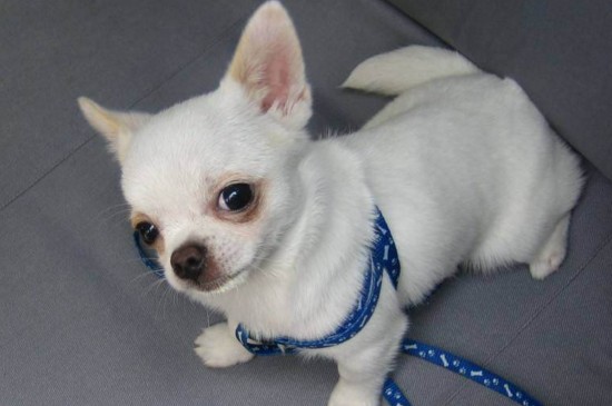 适合家养的小型犬