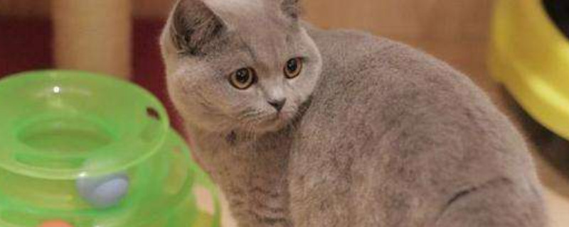 蓝猫怎么养才胖胖的
