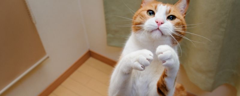 猫在几度就会被冻死