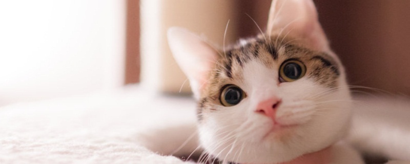 猫急性肾衰竭几天可治愈