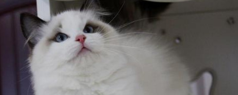 猫咪会得鼠疫吗