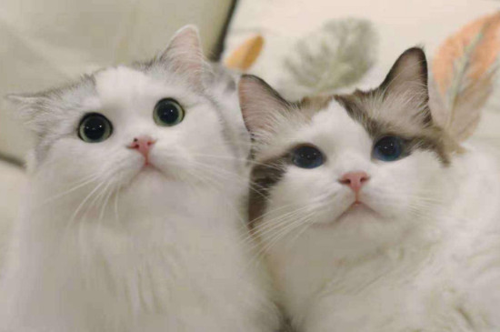 猫抑郁不吃不喝怎么办
