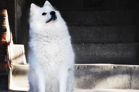 母犬产后护理