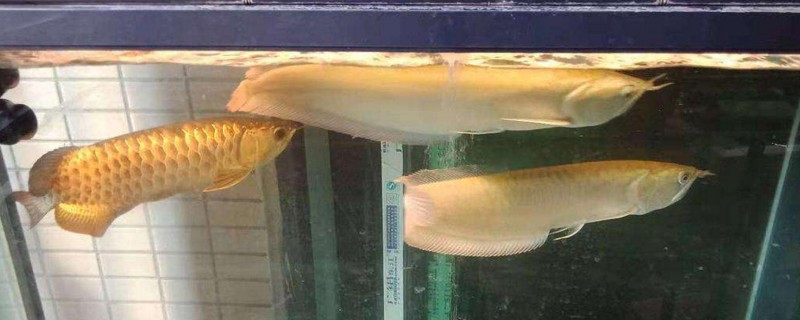 金龙鱼和银龙鱼的区别