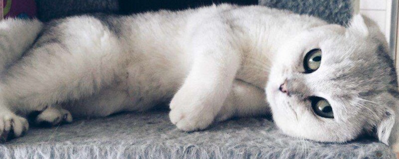 猫嘴流粘液是什么病