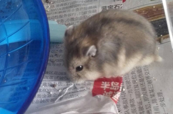 仓鼠一直跑跑轮死了