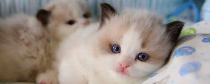 什么颜色的猫不能养