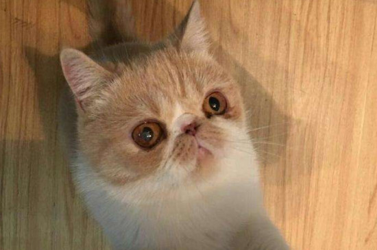闹猫在什么月份