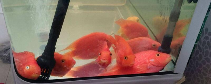 鹦鹉鱼晚上需要开灯吗
