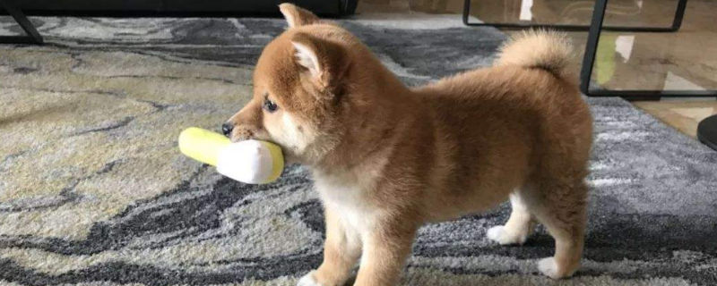 柴犬不听话可以打吗