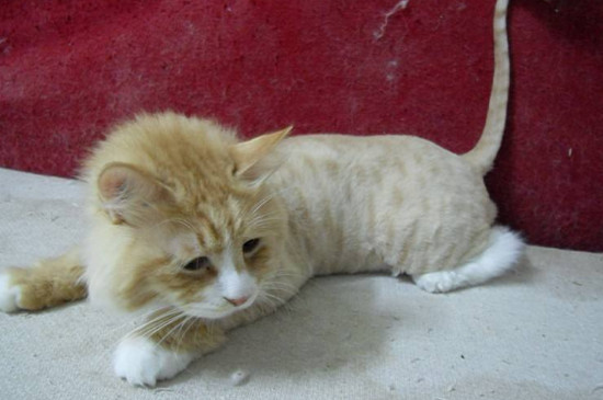 猫藓反复发作怎么办