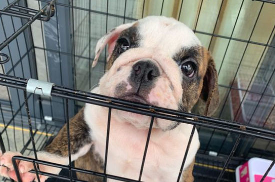 英国斗牛犬体味大吗