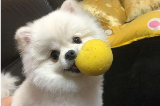 为什么养博美的人少