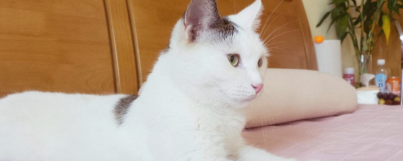 猫绦虫在被子上能活吗