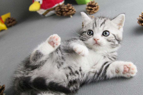 美短公猫几个月做绝育