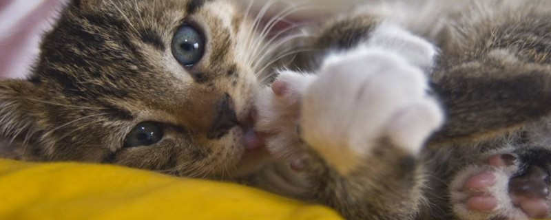 被小猫咬了一个针眼儿
