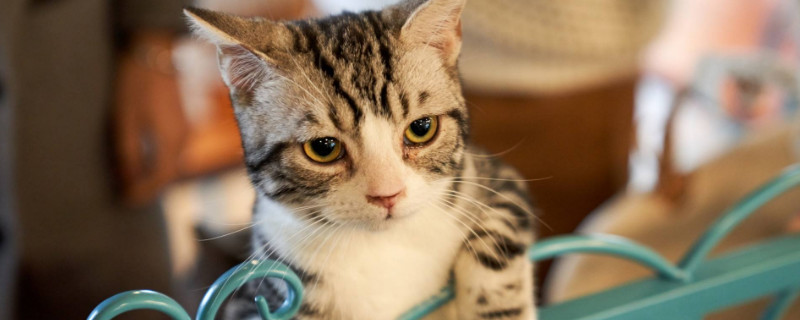 猫护栏一般多高，挡猫栅栏买多高