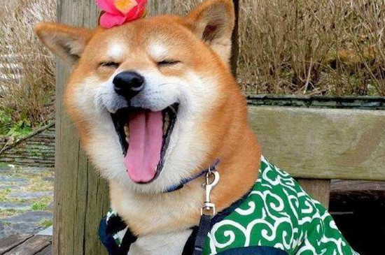 柴犬几个月成年