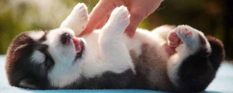 狗狗累到的症状