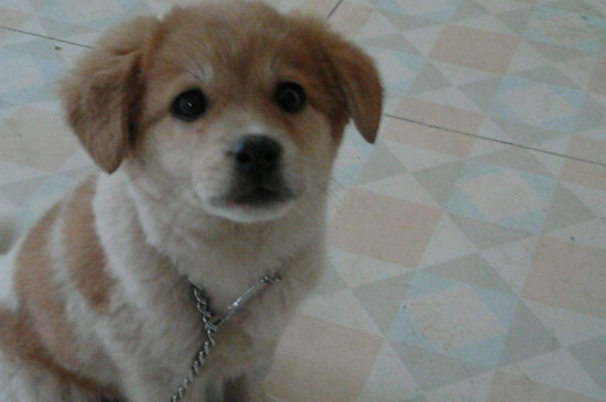 为什么会禁养中华田园犬
