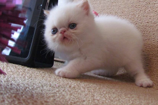猫咪可以吃什么