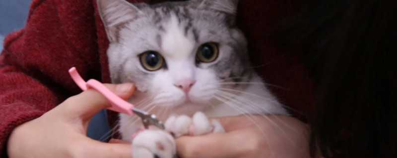 猫指甲整个掉下来了