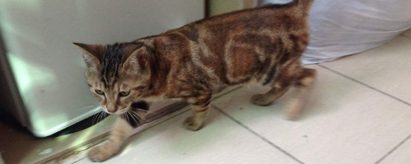 猫为什么爱吃鱼和老鼠