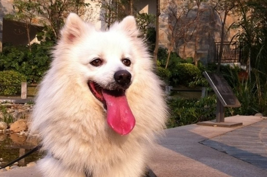 银狐犬和萨摩耶的区别