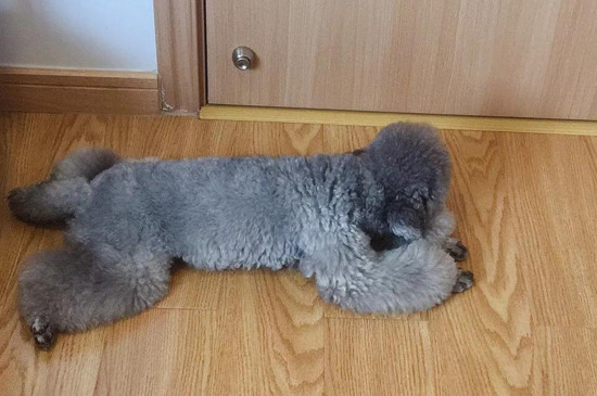 快速缓解狗狗肚子疼