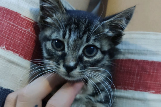 猫小便失禁全身无力