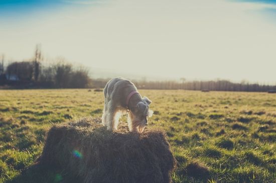 狗狗眼圈外延一圈发红怎么回事