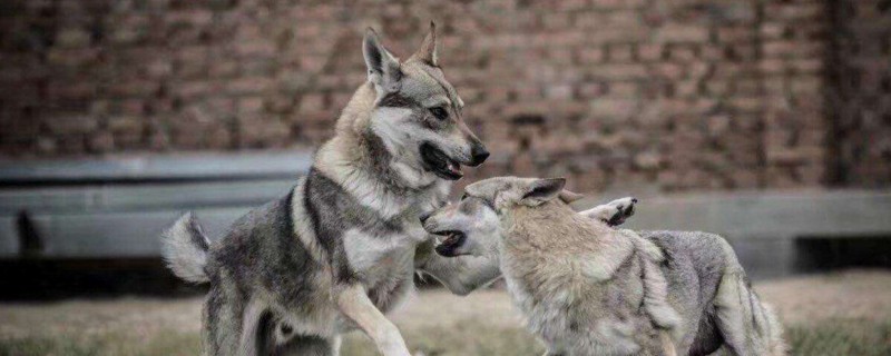中国准许养捷克狼犬吗