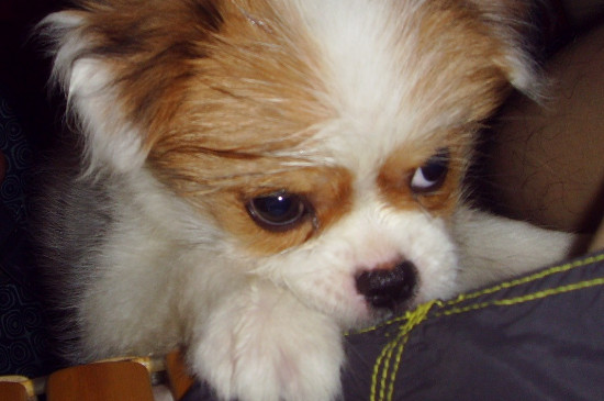 判断狗有没有狂犬病毒